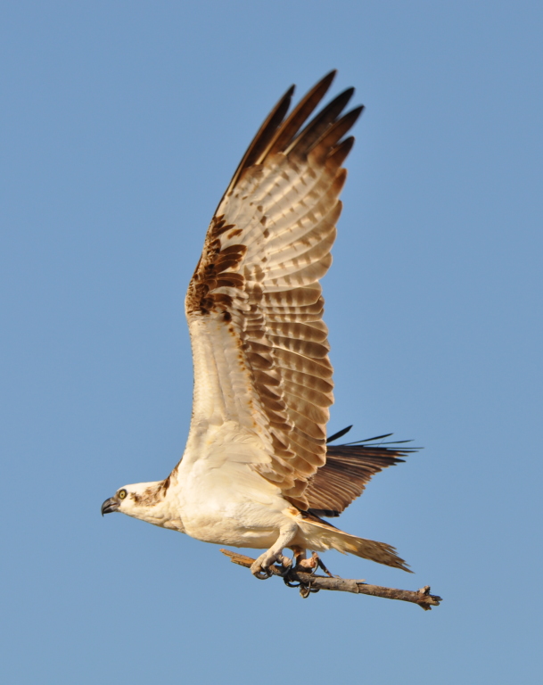 DSC_0596b.JPG