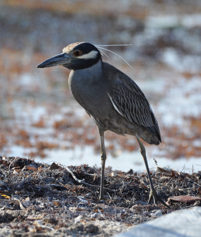 DSC_0744b.JPG