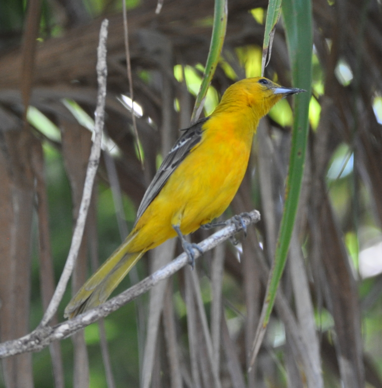 DSC_0859b.JPG