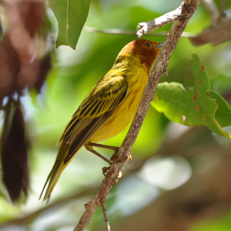 DSC_0898b.JPG