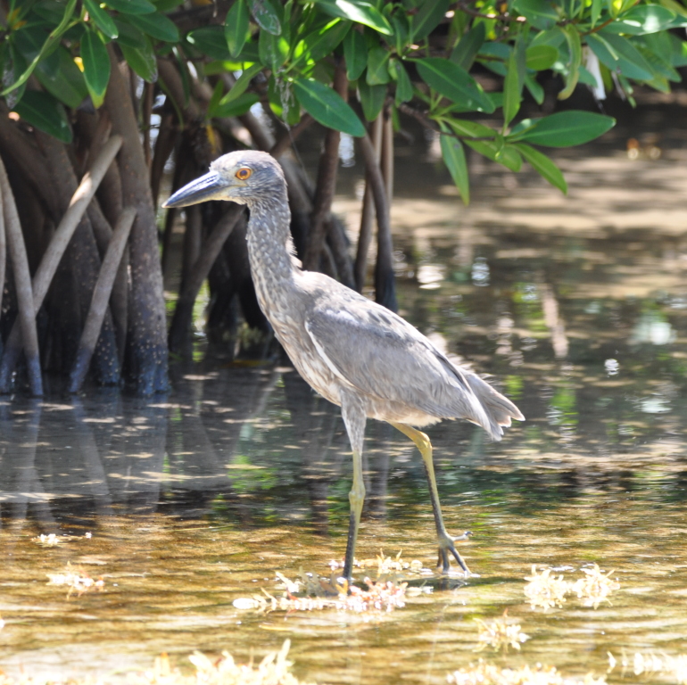DSC_0955b.JPG
