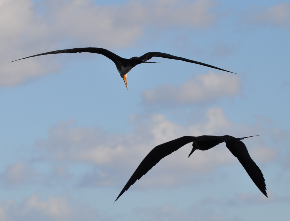 DSC_0978b.JPG