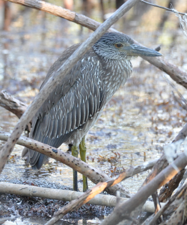 DSC_0099b.JPG