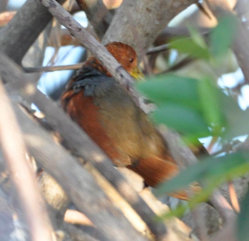 DSC_0177b.JPG