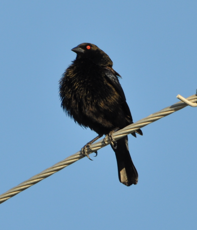 DSC_0121b.JPG