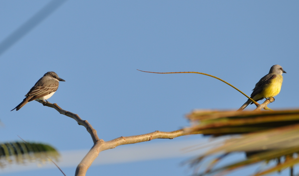 DSC_0180b.JPG