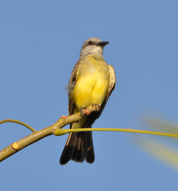 DSC_0211b.JPG