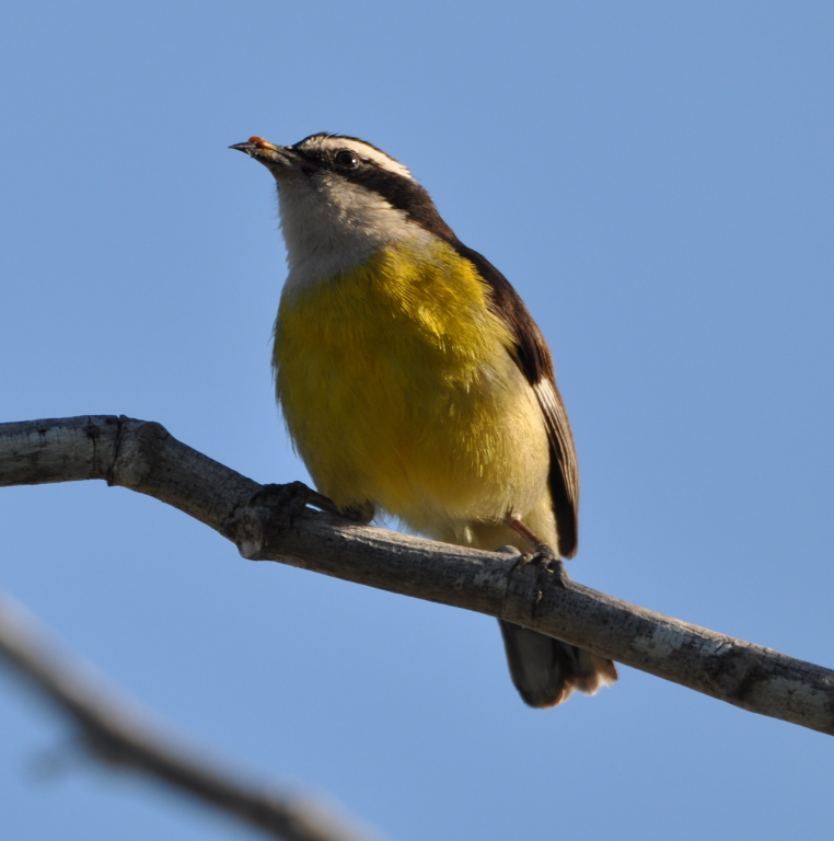 DSC_0262b.JPG