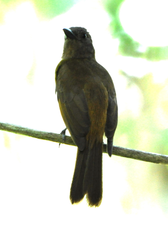 DSC_0636bb.JPG
