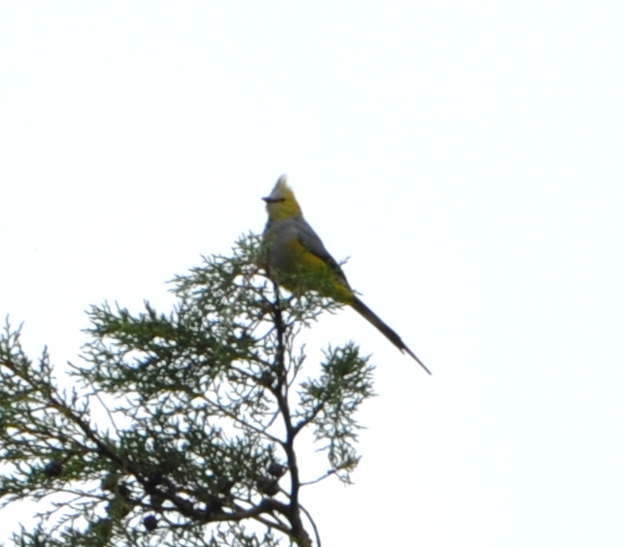 DSC_1032b.JPG
