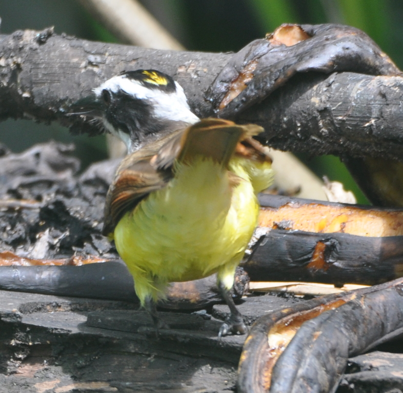 DSC_1451b.JPG