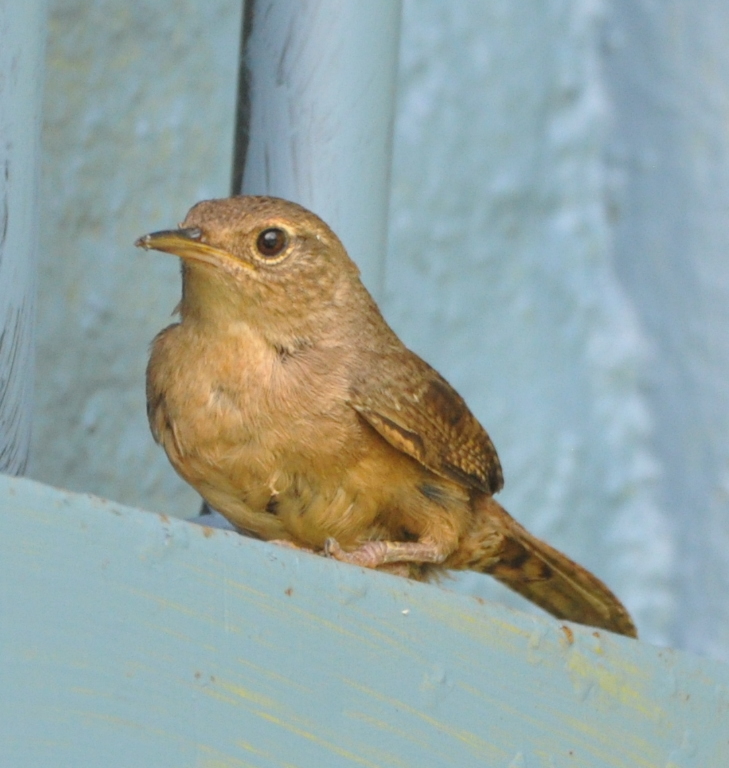DSC_0090b.JPG