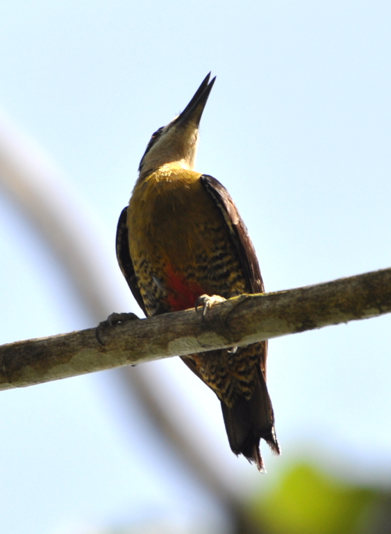DSC_0119b.JPG