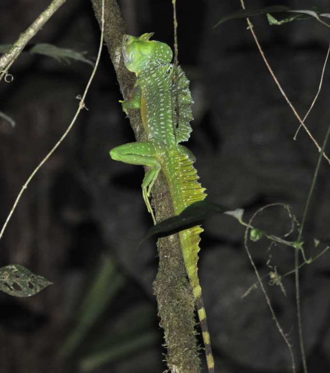 DSC_0721b.JPG