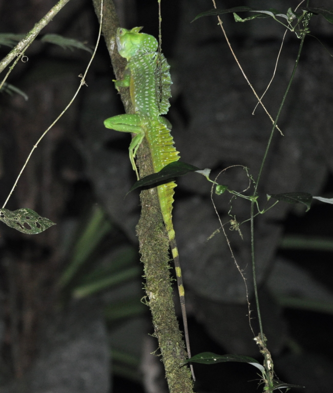 DSC_0723b.JPG