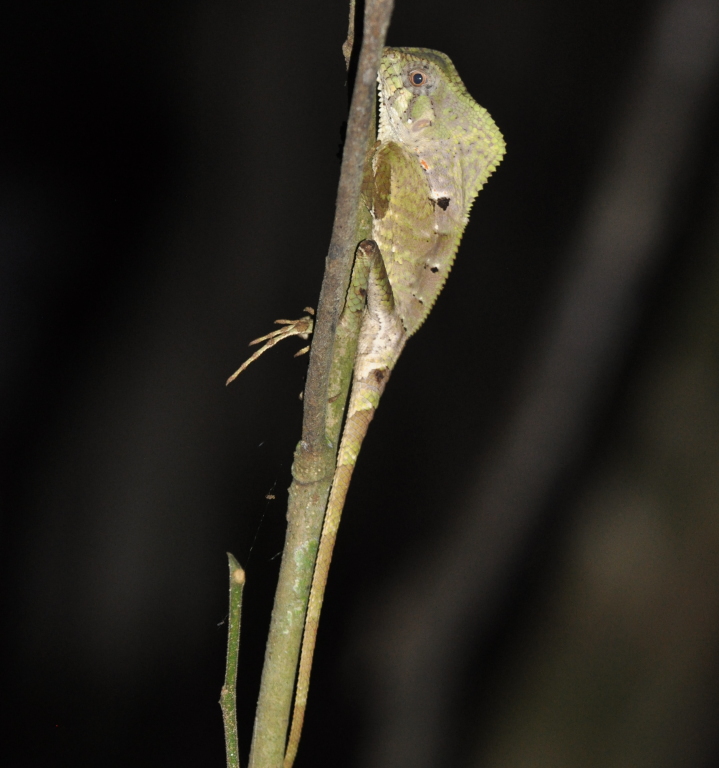 DSC_0763b.JPG