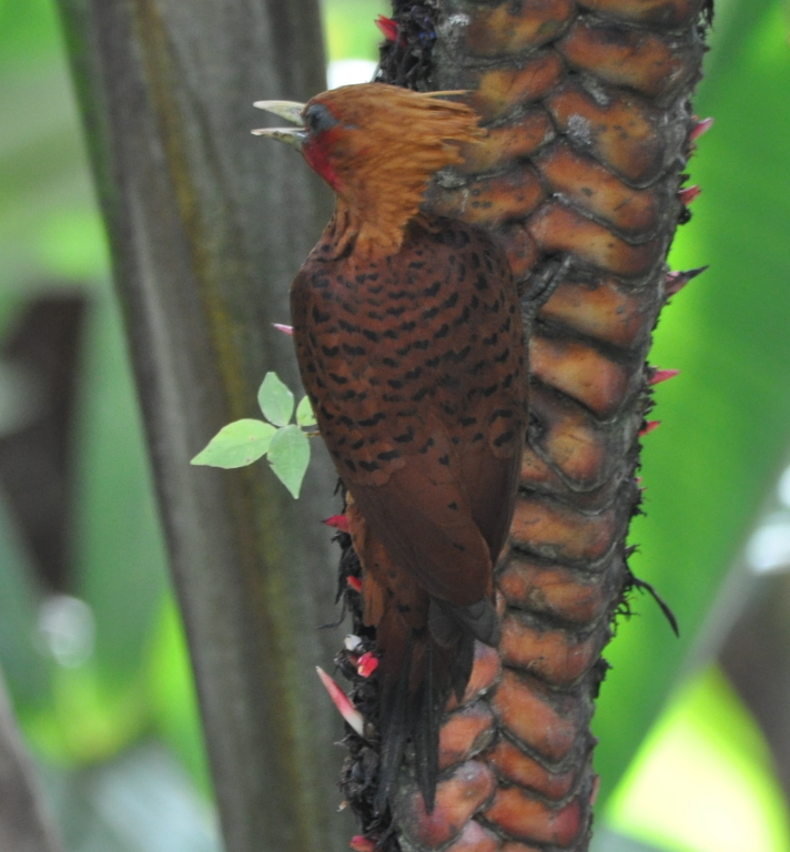 DSC_0224b.JPG