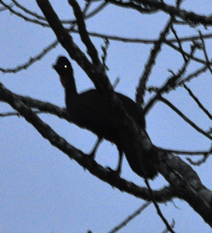 DSC_0660b.JPG