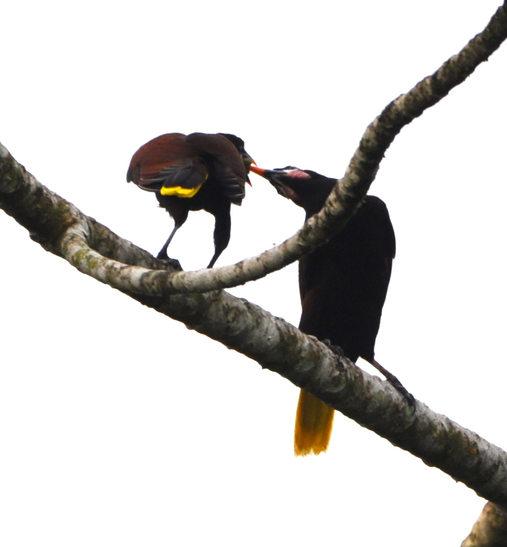 DSC_0797b.JPG