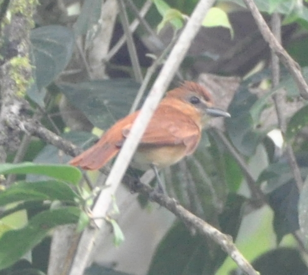 DSC_0826b.JPG
