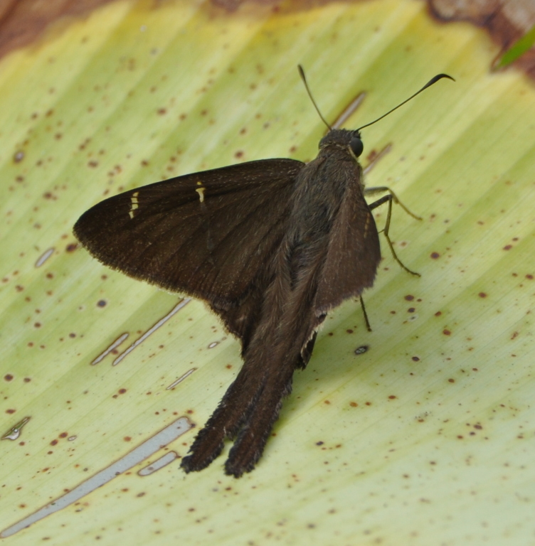 DSC_0959b.JPG