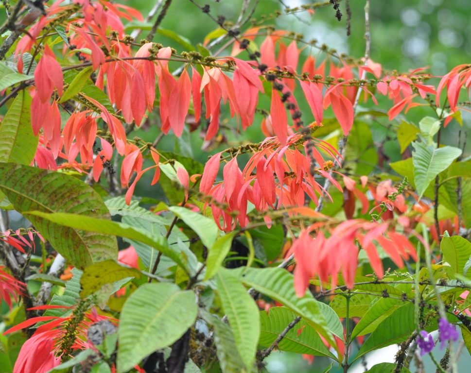 DSC_0976b.JPG