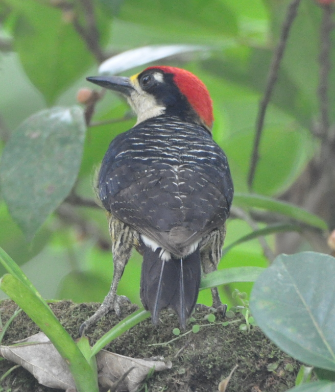 DSC_0108b.JPG