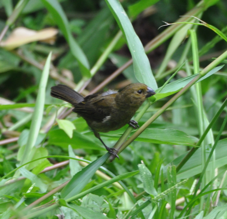 DSC_0203b.JPG