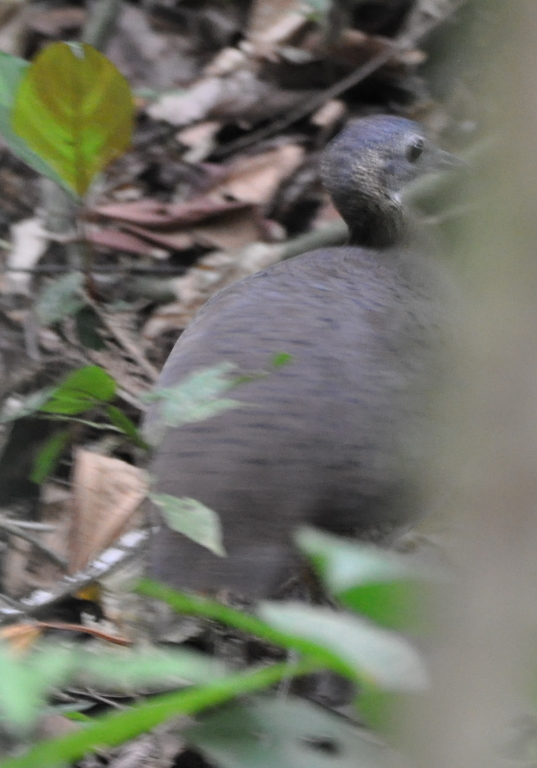 DSC_0354b.JPG