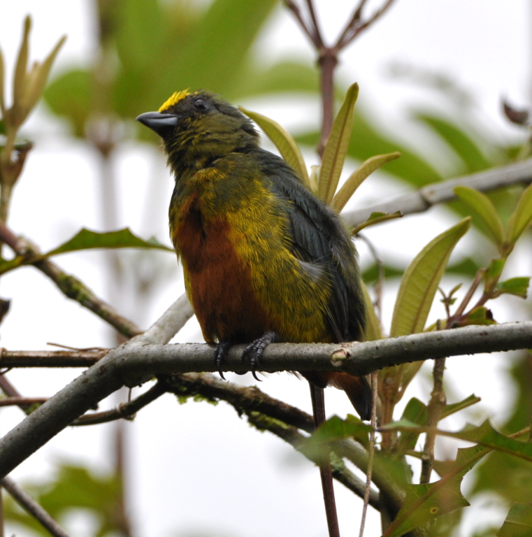 DSC_0557b.JPG