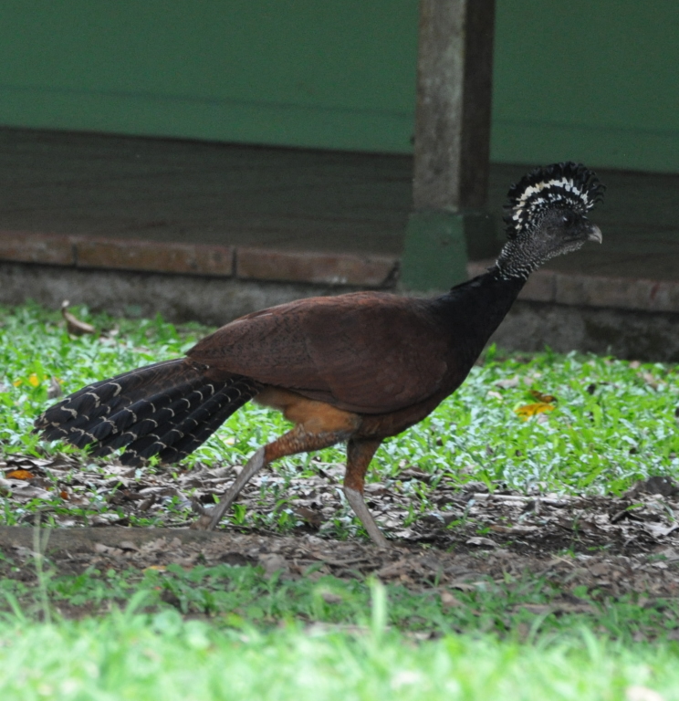 DSC_0064b.JPG