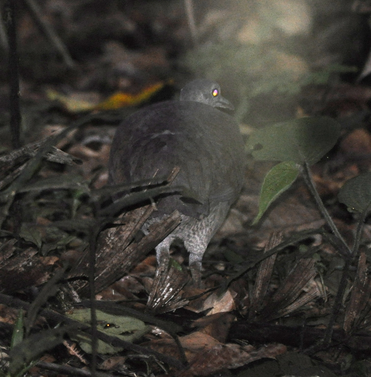DSC_0189b.JPG