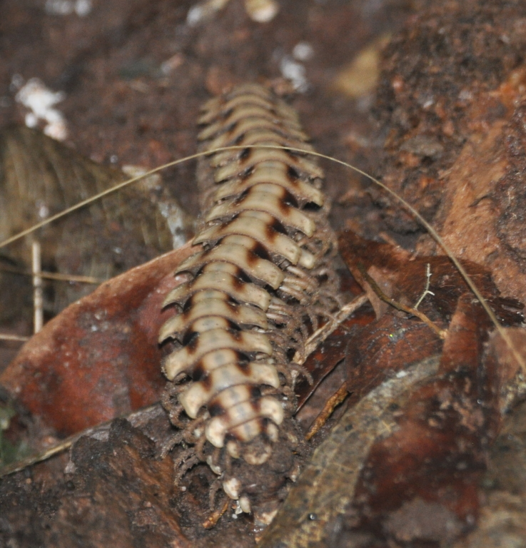 DSC_0210b.JPG