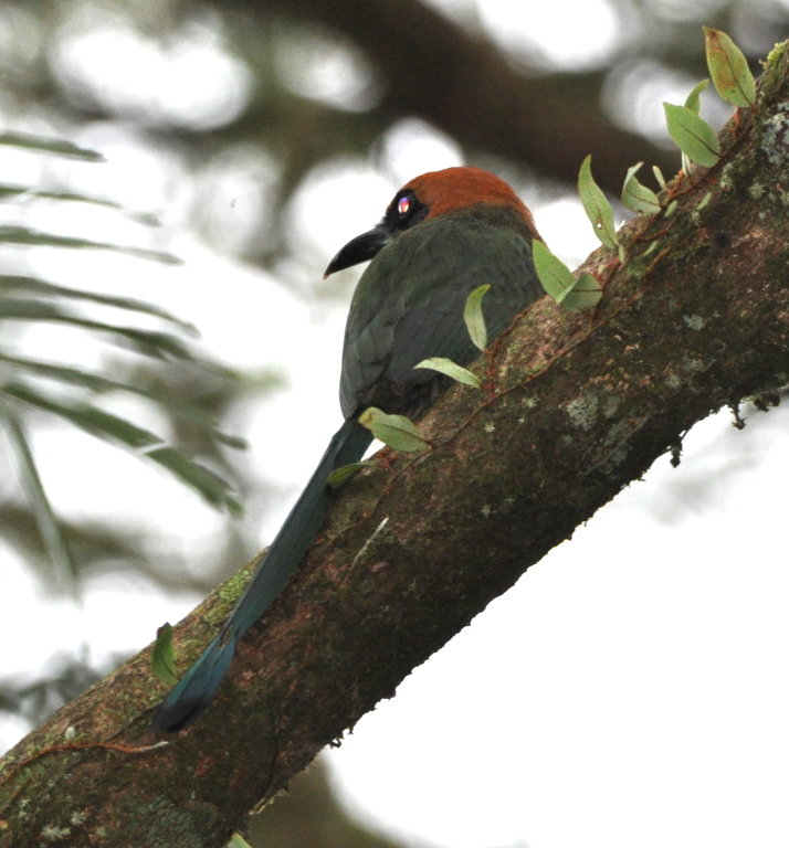 DSC_0254b.JPG