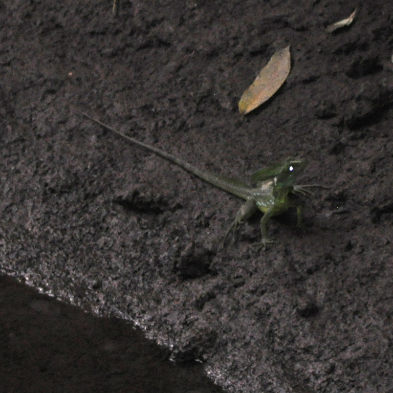 DSC_0280b.JPG