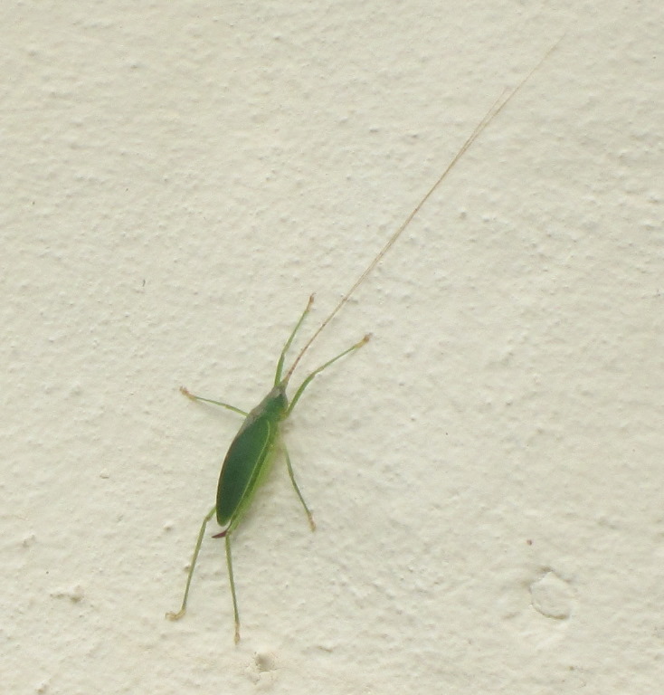 IMG_7650b.JPG