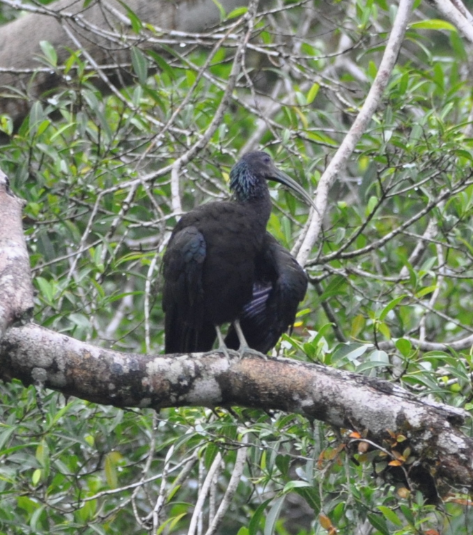 DSC_0334b.JPG