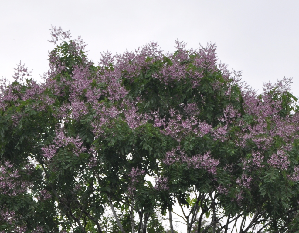 DSC_0407b.JPG