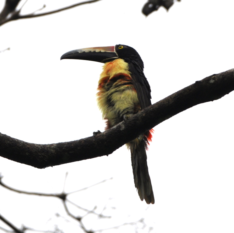 DSC_0467b.JPG