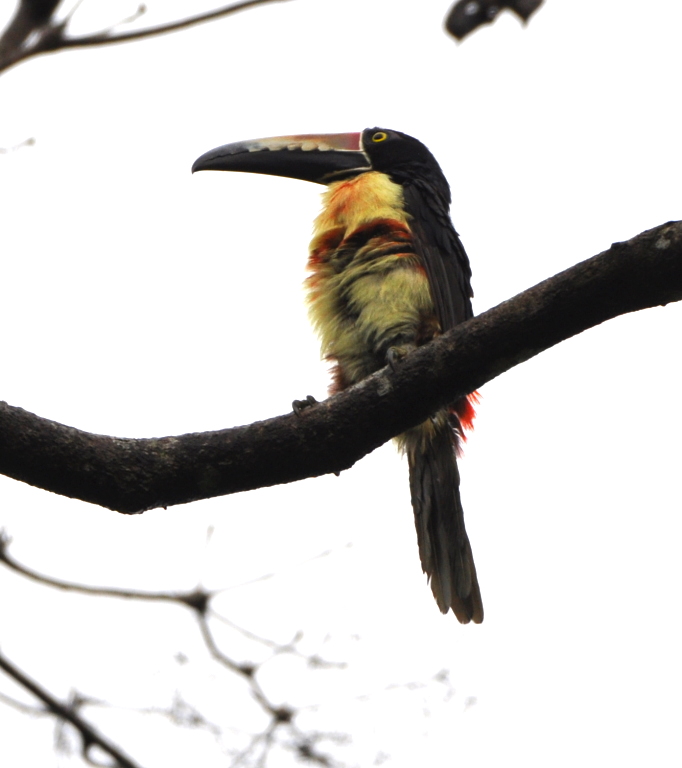 DSC_0468b.JPG