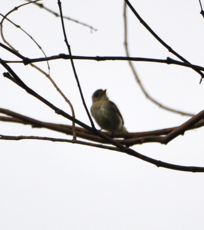 DSC_0169b.JPG