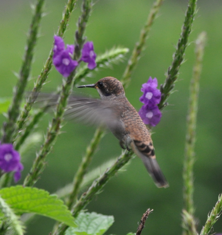 DSC_0365b.JPG
