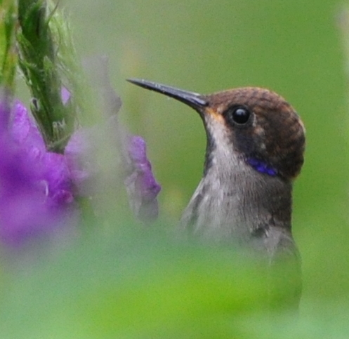 DSC_0369b.JPG