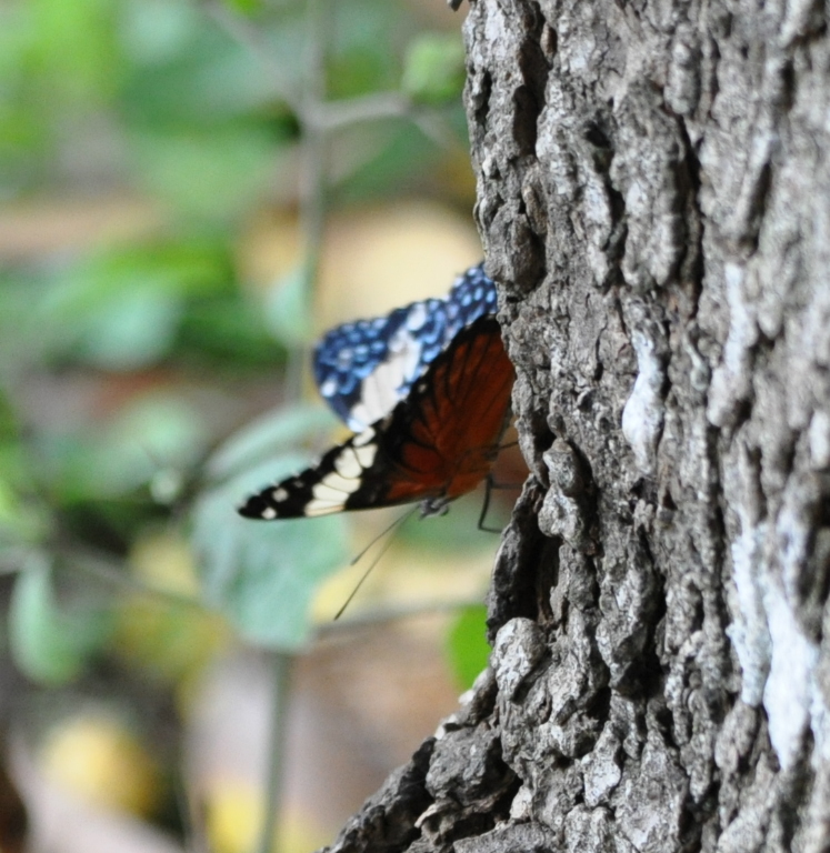 DSC_0919b.JPG