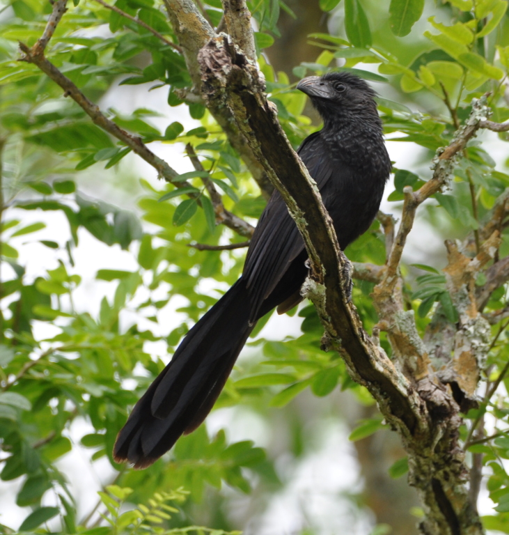DSC_0958b.JPG
