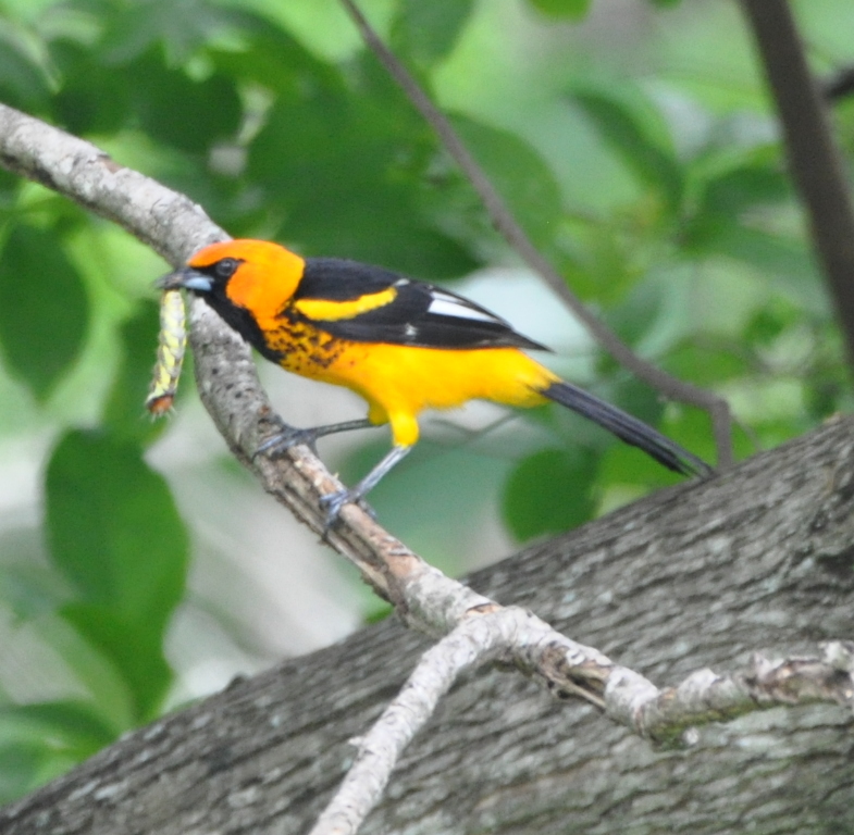 DSC_0980b.JPG