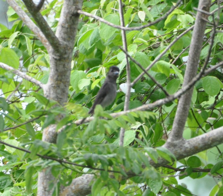 DSC_0075b.JPG
