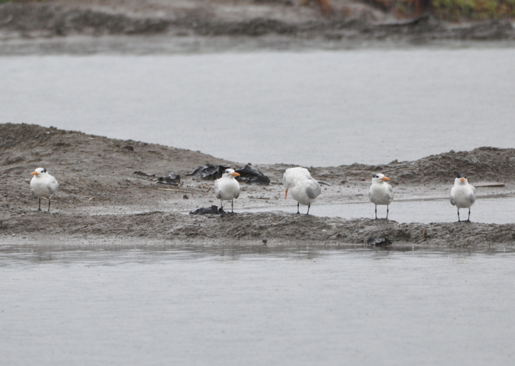 DSC_0252b.JPG