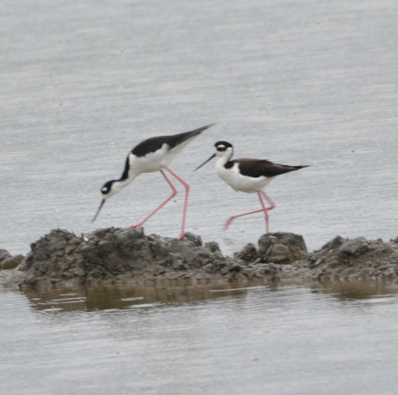 DSC_0324b.JPG