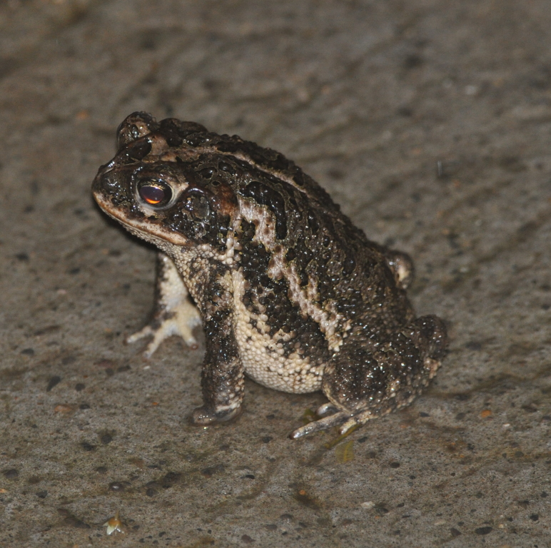 DSC_0364b.JPG